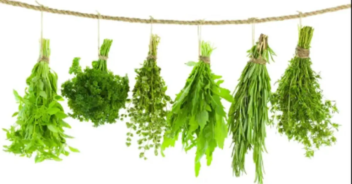 vietnamese herbs rau thom